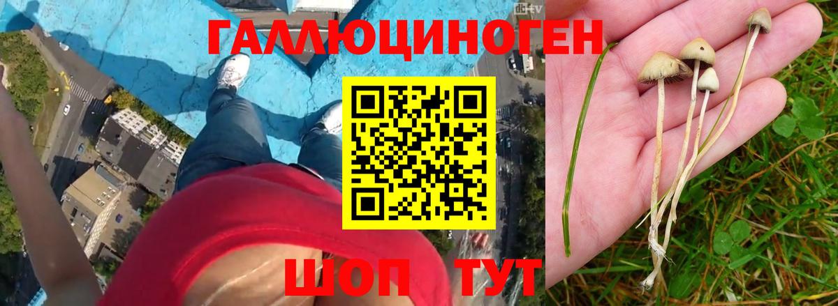Галлюциногенные грибы прущие грибы  Вход с VPN  Москва  Псилоцибиновые грибы Psilocybe 
